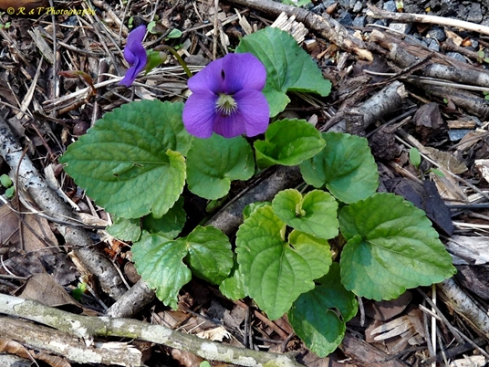 {Viola sororia}